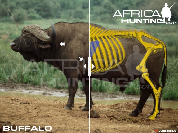 www.hunting-jagd-safari.com