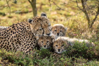 Cheetah bekijken in het reservaat