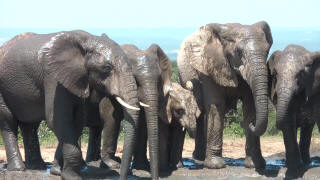 Park Narodowy Addo Elephant